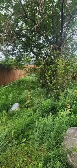 Overgrown yard before cleanup